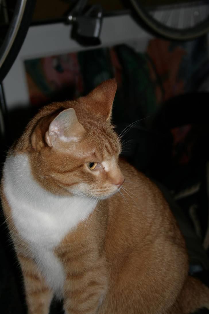 Blanding af racer Henry  - her er min konge stol så hehe billede 3