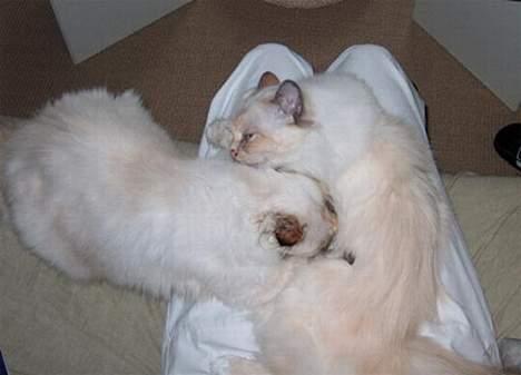 Hellig Birma Ida - Ida ligger og patte ved Cisse, hun ved ikke at hun ikke er en lille killing :-) billede 3