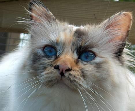 Hellig Birma Ida billede 4