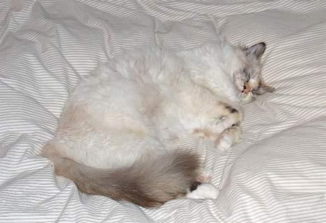 Hellig Birma Ida billede 5