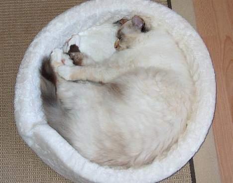 Hellig Birma Ida billede 6