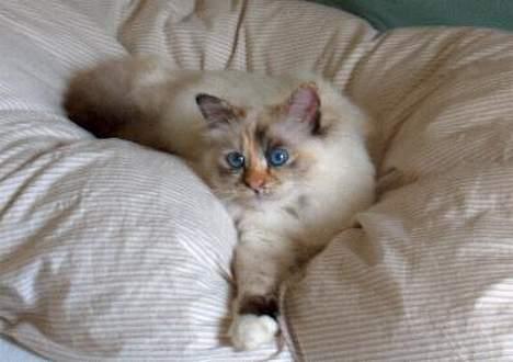 Hellig Birma Ida billede 7