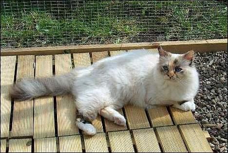 Hellig Birma Ida billede 8