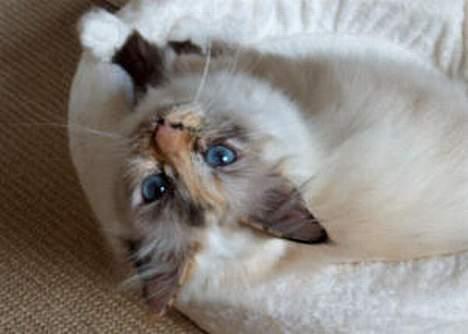 Hellig Birma Ida billede 9