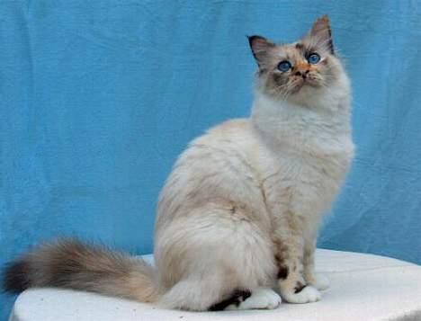 Hellig Birma Ida billede 10