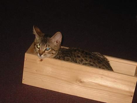 Bengal Lille Mis  - Lille Mis er helt sikker hun har gemt sig. billede 6