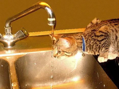 Bengal Lille Mis  - Lille Mis snupper sig en tår vand. billede 7