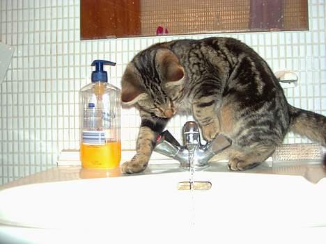 Blanding af racer Mivsen ..  - Hvad er dog det ? billede 4