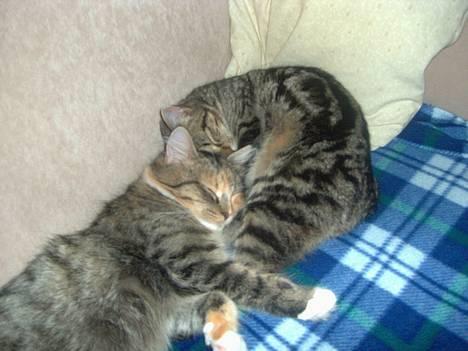 Blanding af racer Mivsen ..  - Mig og min nye legekammerat..  - Er vi ikke søde ?  billede 5