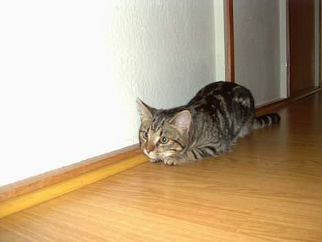 Blanding af racer Mivsen ..  - Mivsen´s angrebs-stilling !  billede 6