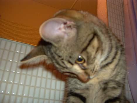 Blanding af racer Mivsen ..  - Hov ?  billede 7