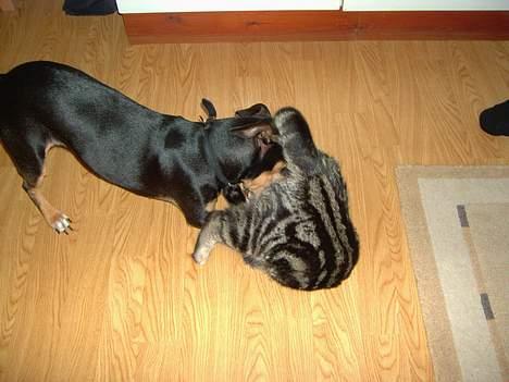 Blanding af racer Mivsen ..  - Se, jeg kan også stå på hovedet, imens jeg leger ..  billede 8