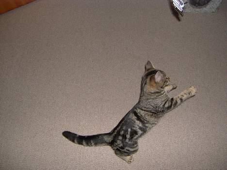 Blanding af racer Mivsen ..  - Et lille hop ? billede 9