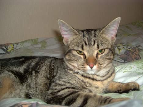 Blanding af racer Mivsen ..  - Se mig lige !!  billede 10