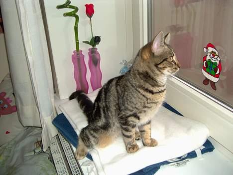 Blanding af racer Mivsen ..  - Kigger gerne ud af vinduet !  billede 11