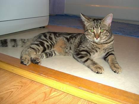 Blanding af racer Mivsen ..  - Nuuh ! ..  billede 12