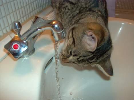 Blanding af racer Mivsen ..  - Smager lige på vandet ! ..  billede 13