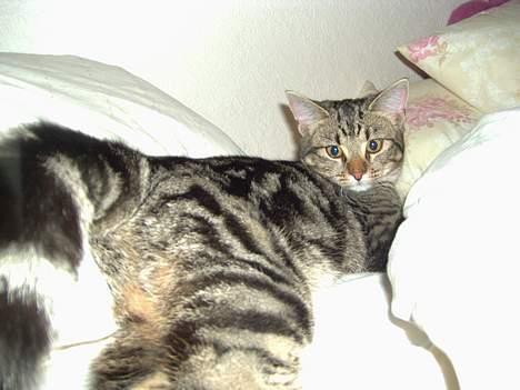 Blanding af racer Mivsen ..  - Hov ? billede 14