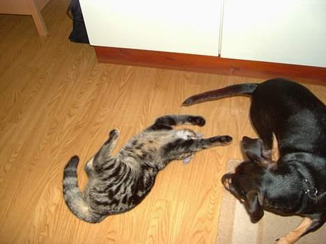 Blanding af racer Mivsen ..  - Weeee !  billede 15