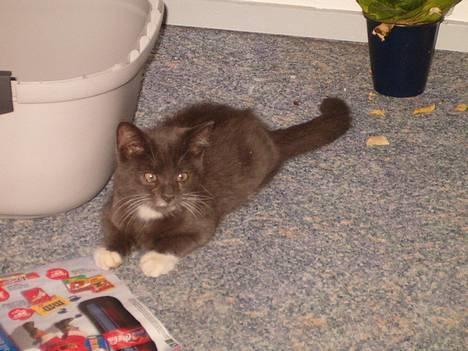 Blanding af racer muffe billede 1