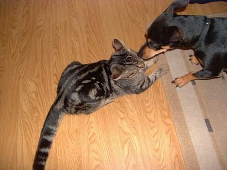 Blanding af racer Mivsen ..  - Et lille kys ? billede 16