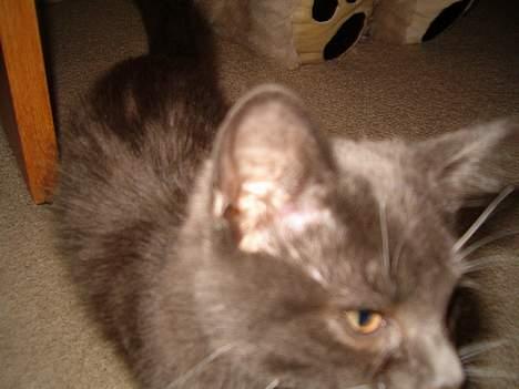 Blanding af racer muffe billede 2