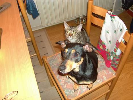 Blanding af racer Mivsen ..  - To små hoveder har fået øje på noget ? billede 17