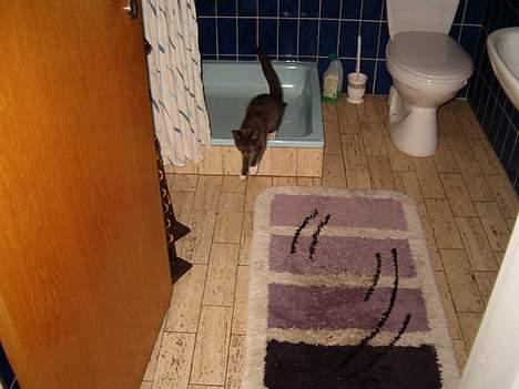 Blanding af racer muffe - skulle jo bare lige på wc billede 3