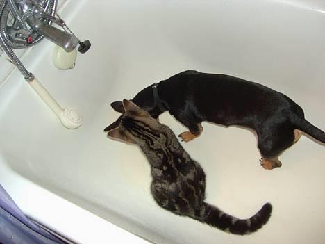 Blanding af racer Mivsen ..  - Hvad mon der er nede i hullet ? billede 18