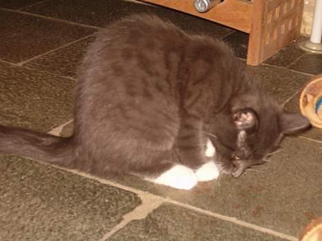 Blanding af racer muffe billede 4