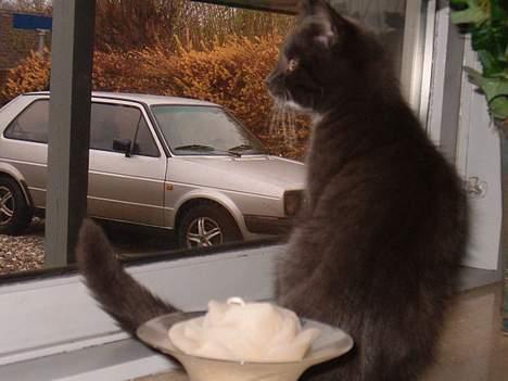 Blanding af racer muffe - hvem er det der er der ude.....???????? billede 5