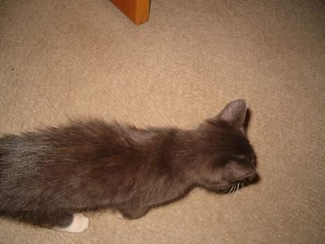 Blanding af racer muffe billede 6