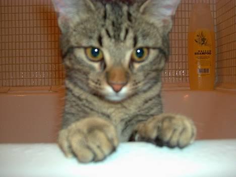 Blanding af racer Mivsen ..  - Hej med jer billede 19