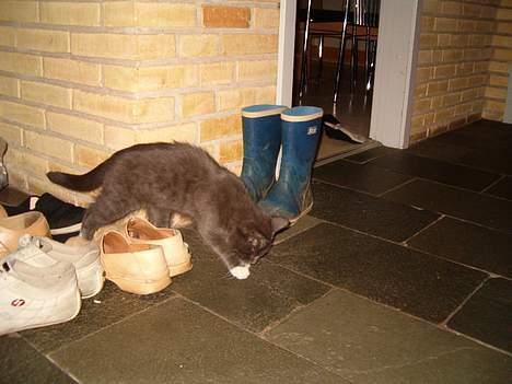 Blanding af racer muffe billede 7