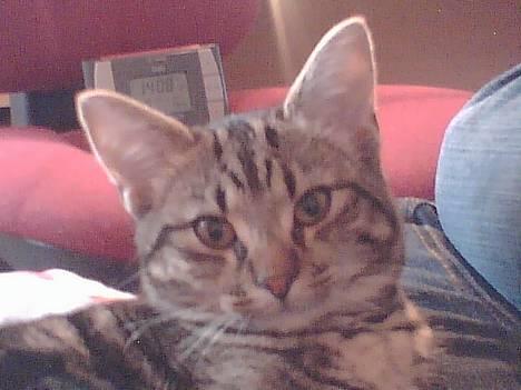 Blanding af racer Mivsen ..  - Hvor er jeg bare dejlig .. billede 20