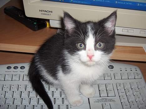 Blanding af racer Player -  Ja mit tastetur kan jeg heller ik bruge :-P billede 1