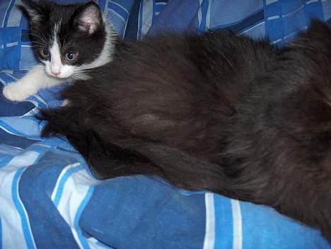 Blanding af racer Player -  SÅ bliver der puttet billede 2