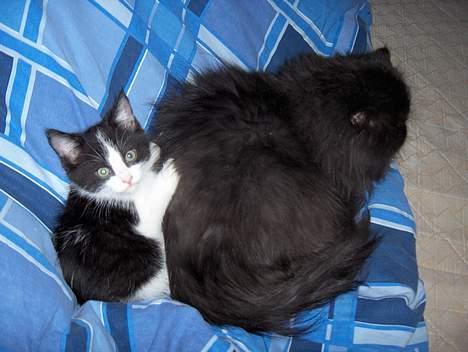 Blanding af racer Player - passer hende som var det hendes egen billede 4