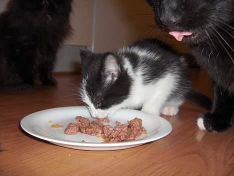 Blanding af racer Player -  "Tun" ja tak......  billede 5