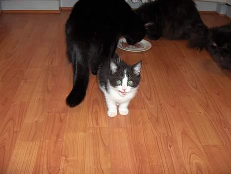 Blanding af racer Player -  Ik mad til mig?? billede 6