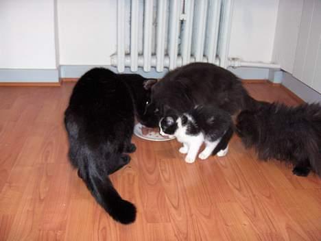 Blanding af racer Player -  Jo der var maden.. billede 7