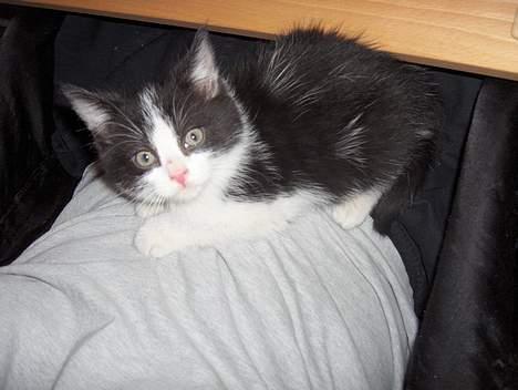 Blanding af racer Player -  Han er min.... billede 8