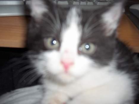 Blanding af racer Player billede 9