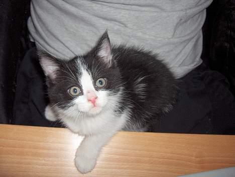 Blanding af racer Player billede 10