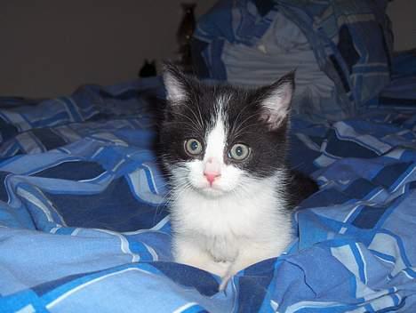 Blanding af racer Player -  Vi skal sove nuuu!! billede 11