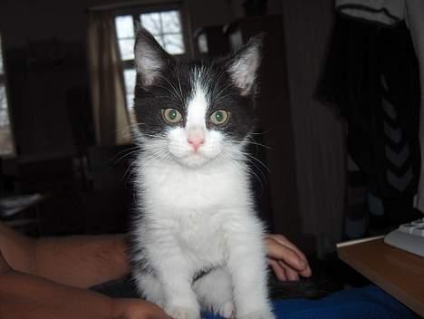 Blanding af racer Player billede 12