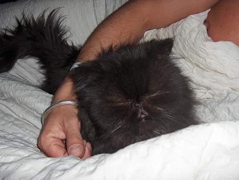 Perser Dark Angel billede 8