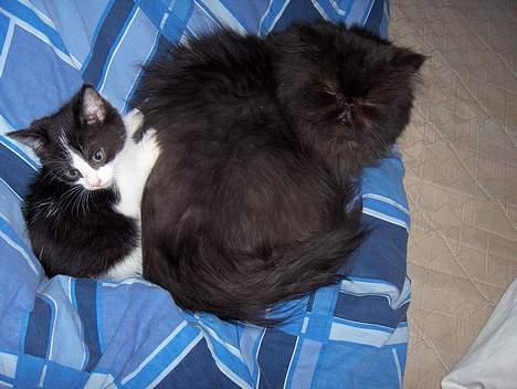 Perser Dark Angel billede 9