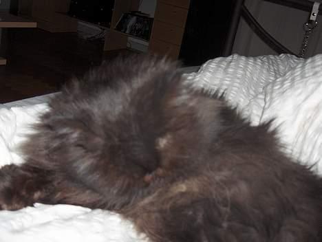 Perser Dark Angel billede 10