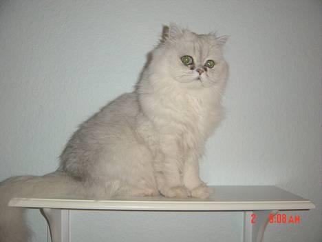 Perser Vaniljus (solgt) - Velkommen, jeg hedder Vaniljus ! ...vil du give en kommentar eller karakter? hvis du vil så bliver jeg glad... billede 1